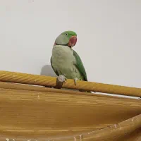 .شاه طوطی ماده.فراری