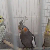 فروش عروس هلندی|پرنده|مشهد, چهارچشمه|دیوار