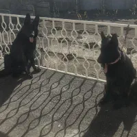 ژرمن بلک وژرمن ماده|سگ|لنجان, |دیوار