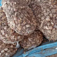 سیر بزری|خوردنی و آشامیدنی|جیرفت, |دیوار