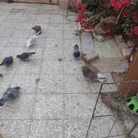 کبوتر|پرنده|آهوران, |دیوار