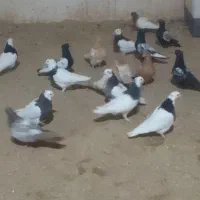 کبوتر  واسع فروش به خاطر نداشتن مکان