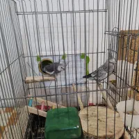 عروس هلندی مولد