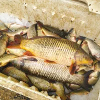 ماهی کپور سد