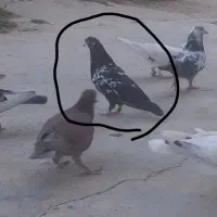 معاوضه کبوتر