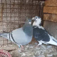 پلاکی کاکلی|پرنده|شوشتر, |دیوار