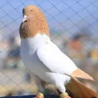 معاوضه رول کارتخوان  با کفتر