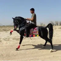 کره ماده درجه یک|اسب و تجهیزات اسب‌سواری|مرودشت, تخت جمشید|دیوار