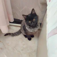 گربه DSH نژاد میکس موبلند