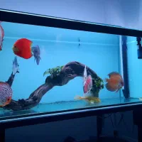 ماهی دیسکس|ماهی|مشهد, کوی ولیعصر|دیوار