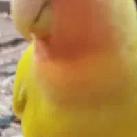 گم شده یه کوتوله زرد