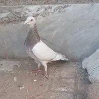 کله هما هفرنگ نر بیرونی|پرنده|سبزوار, باهنر|دیوار