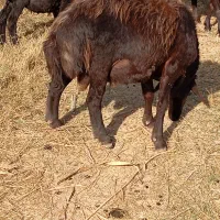 قوچ 25میلیون|حیوانات مزرعه|ماهنشان, |دیوار