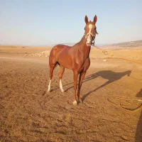 مادیون ترکمن ۴ ساله فروشی|اسب و تجهیزات اسب‌سواری|شاهرود, |دیوار