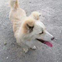 پا کوتاه گمشده محدوده جوکال و جلال