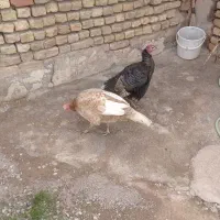 دو عدد بوقلمون ماده جوان