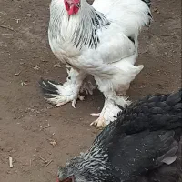 تخم نطفه دار برهما لایت اصیل|حیوانات مزرعه|رودسر, |دیوار