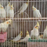 فروش عروس هلندی مولد و جوجه