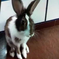 سلام، خرگوش، بازی گوش سرحال در حمیدیه