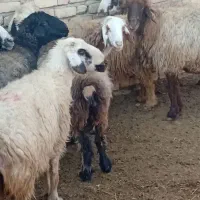 فروش میش آبستن ترکی|حیوانات مزرعه|ارسنجان, |دیوار