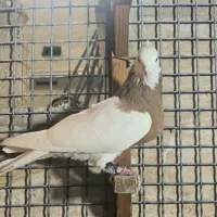 طوق زرد بندی|پرنده|شیراز, نصرآباد|دیوار
