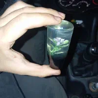 سردنده گل پیکانی
