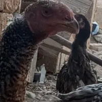 خروس لاری|حیوانات مزرعه|شبانکاره, |دیوار