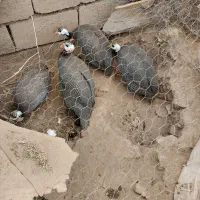 مرغ شاخدار