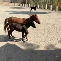 یک اسب مادیون وکره قیمت پایین|اسب و تجهیزات اسب‌سواری|کرج, کوی کارمندان شمالی|دیوار