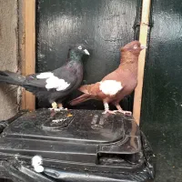 سرک سیاه دمسفید