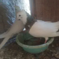 یک جفت طوقی فروشی نره ماده