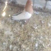 سینه دوسبت بداری|پرنده|مرودشت, کناره|دیوار