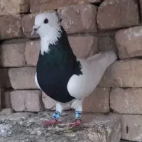 کبوتر|پرنده|ورزنه, |دیوار