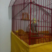 عروس هلندی نر مست مست|پرنده|کرج, کرج نو|دیوار