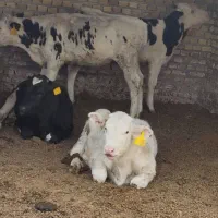 گوساله نر|حیوانات مزرعه|یزد, |دیوار