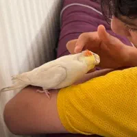 عروس هلندی گمشده