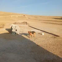 سگ ژرمن|سگ|اردبیل, |دیوار