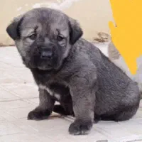 سرابی|سگ|تهران, منیریه|دیوار