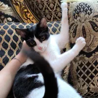 واگذاری  بچه گربه تاکسیدو باهوش|گربه|رشت, منظریه|دیوار