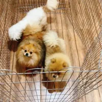 سگ پامر خرسی ماده پامرانین