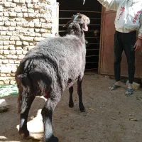 قوچ غزل|حیوانات مزرعه|زند, |دیوار