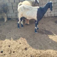 بزهول آبستن|حیوانات مزرعه|سعدآباد, |دیوار