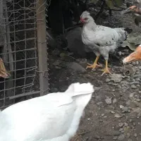 فروش تعدادی نیمچه مرغ و خروس. زنگ فقط|حیوانات مزرعه|سنگر, |دیوار