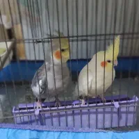 یک جفت عروس هلندی مولد|پرنده|کارون, |دیوار