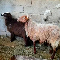 بره مطفل ،عوسی باردار