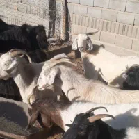 بز کهره دار و میش|حیوانات مزرعه|مشهد مرغاب, |دیوار