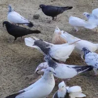 انواع کبوتر|پرنده|کنارک, |دیوار