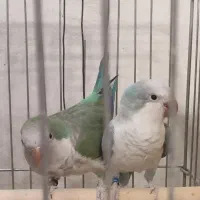 راهب مولد درجه یک