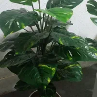 در ختچه های مصنوعی|گل مصنوعی|مشهد, حجت|دیوار