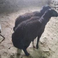 دوعدد قوچ قره قزل|حیوانات مزرعه|خلخال, |دیوار